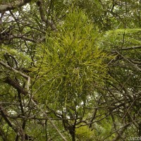 Viscum articulatum Burm.f.